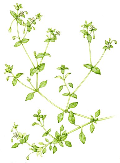 Common Chickweed Stellaria media natural history illustration by Lizzie Harper