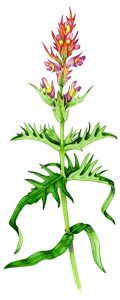 Common Cow wheat Melampyrum pratense natural history illustration by Lizzie Harper