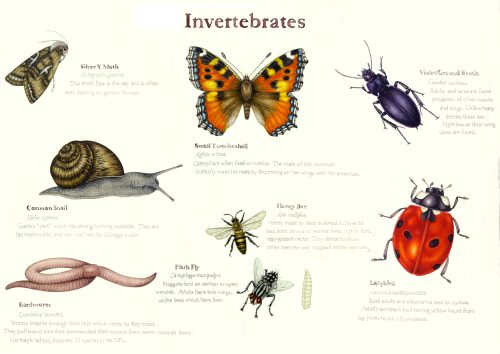 Common British Garden invertebrates natural history illustration by Lizzie Harper