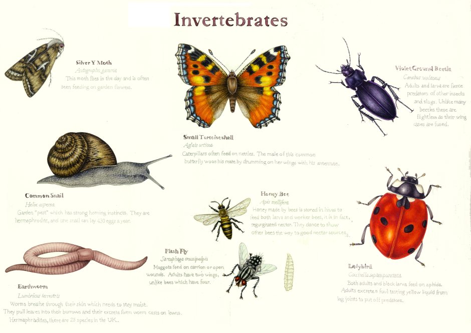 Common British Garden invertebrates - Lizzie Harper