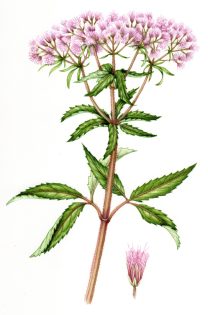 Common hemp agrimony Eupatorium cannabinum