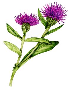 Common knapweed Centaurea nigra