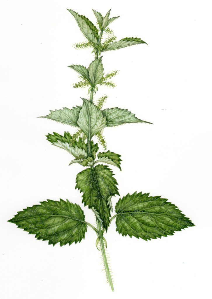 Common Nettle Urtica dioica natural history illustration by Lizzie Harper