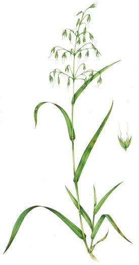 Common oat grass Avena fatua natural history illustration by Lizzie Harper