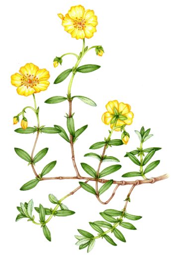 Common rock rose Helianthemum nummularia natural history illustration by Lizzie Harper