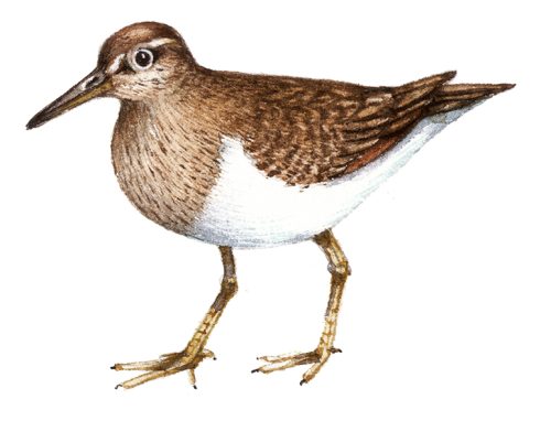 Common sandpiper Actitis hypoleucos natural history illustration by Lizzie Harper