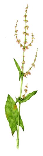 Common Sorrel Rumex acetosa natural history illustration by Lizzie Harper
