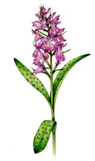 Common spotted orchid Dactylorhiza fuchsii