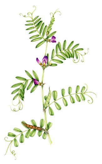 Common vetch Vicia sativa natural history illustration by Lizzie Harper
