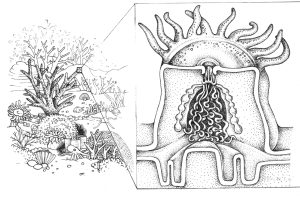 Coral cross section natural history illustration by Lizzie Harper