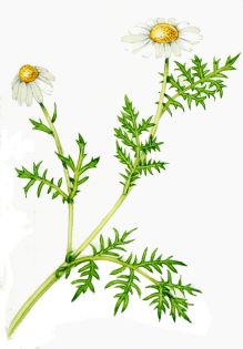 Corn chamomile Anthemis arvensis