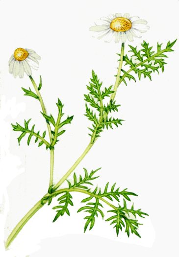 Corn chamomile Anthemis arvensis natural history illustration by Lizzie Harper