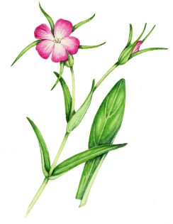 Corncockle Agrostemma githago