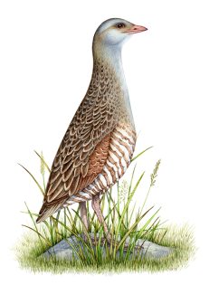 Corncrake Crex crex