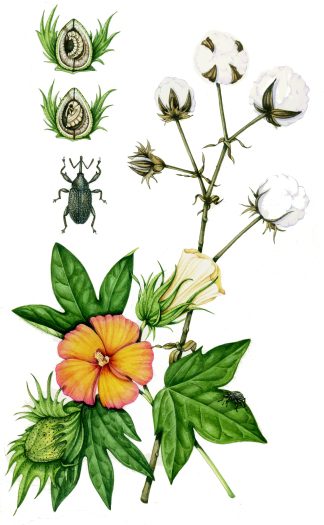 Cotton plant Gossypium plus weevil Anthonomus grandis natural history illustration by Lizzie Harper