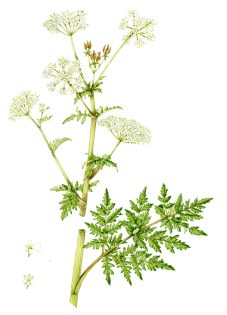 Cow parsley Anthriscus sylvestris
