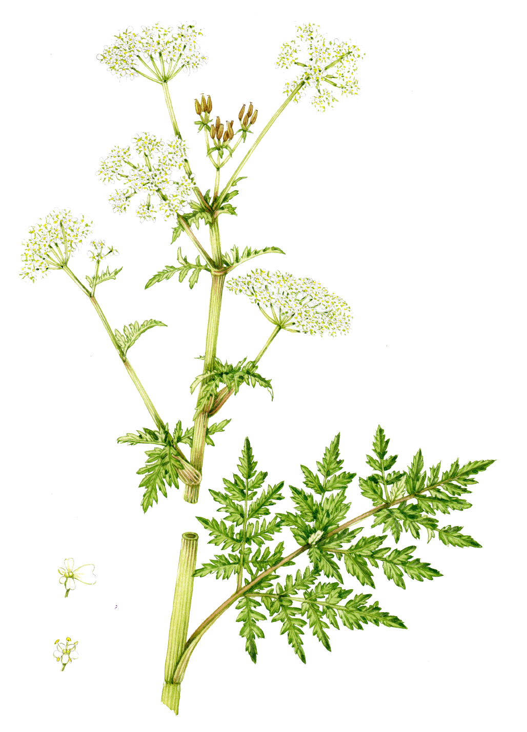 Cow parsley Anthriscus sylvestris - Lizzie Harper