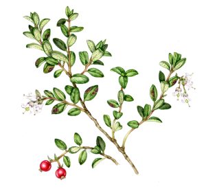 Cowberry Vaccinium vitis-isaeus natural history illustration by Lizzie Harper