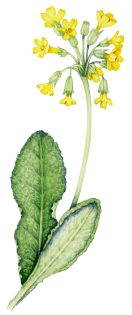 Cowslip Primula veris 2