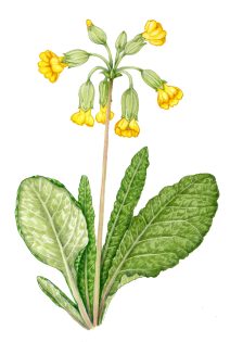 Cowslip Primula veris