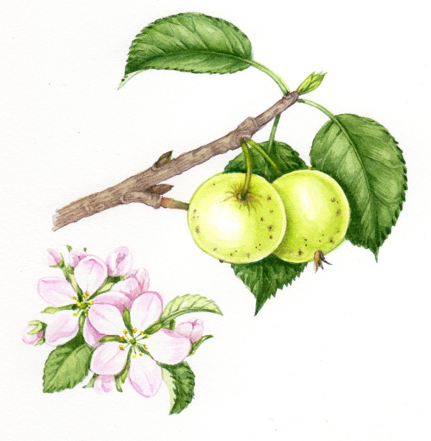 The Beauty And Benefits Of The Crab Apple: Malus Sylvestris