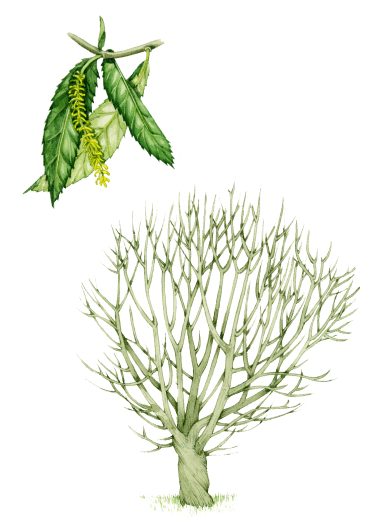 Crack willow Salix fragilis natural history illustration by Lizzie Harper