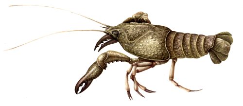 White clawed crayfish Austropotamobius pallipes natural history illustration by Lizzie Harper