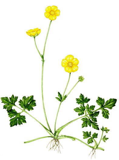 Creeping buttercup Ranunculus repens natural history illustration by Lizzie Harper