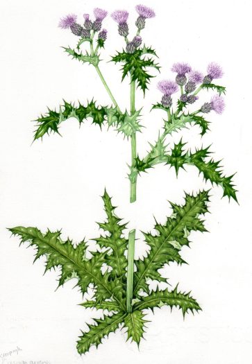 Creeping Thistle Cirsium arvense natural history illustration by Lizzie Harper