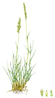 Crested hair grass Koeleria macrantha