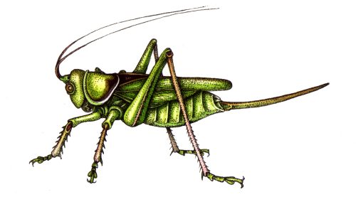 Cricket diagram Gryllidae natural history illustration by Lizzie Harper