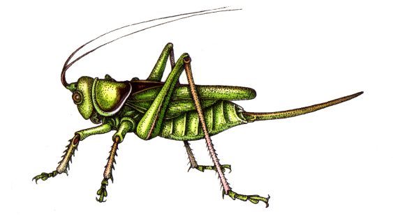 Cricket diagram Gryllidae - Lizzie Harper