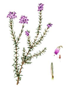 Cross leaved heather Erica tetralix natural history illustration by Lizzie Harper