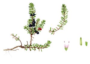 Crowberry Empetrum nigrum natural history illustration by Lizzie Harper