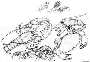 Crustacean variety natural history illustration by Lizzie Harper