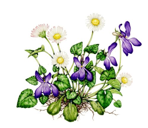 Daisies and Violets natural history illustration by Lizzie Harper