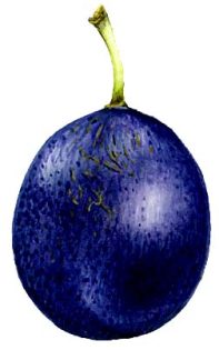 Damson fruit Prunus domestica