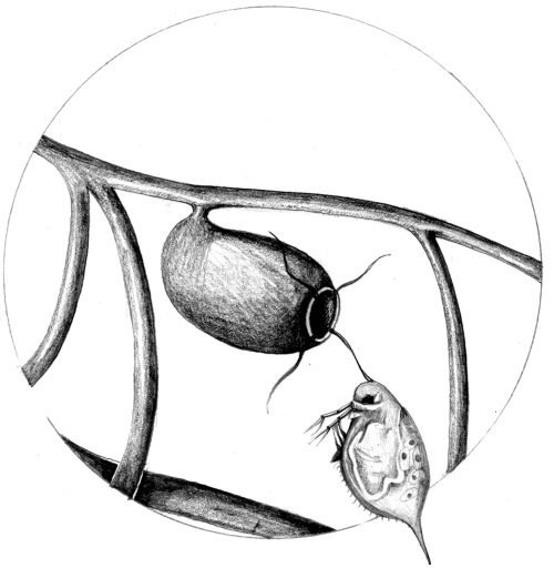 Utricularia and daphnia natural history illustration by Lizzie Harper
