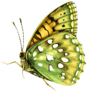 Dark Green Fritillary butterfly Argynnis aglaja natural history illustration by Lizzie Harper