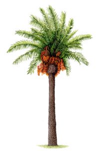 Date Palm Phoenix dactylifera