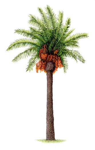 Date Palm Phoenix dactylifera natural history illustration by Lizzie Harper