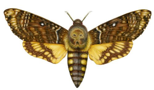 Deaths head hawkmoth Acherontia atropos natural history illustration by Lizzie Harper