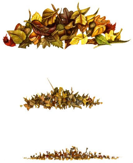 Dead leaf decomposition natural history illustration by Lizzie Harper