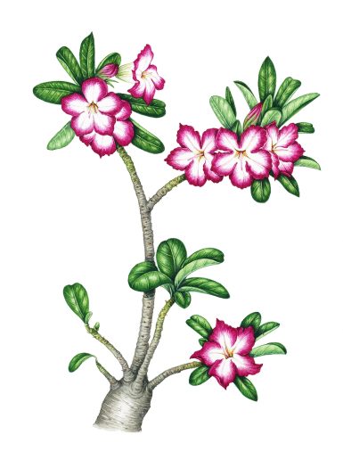 Desert rose Adenium obesum natural history illustration by Lizzie Harper