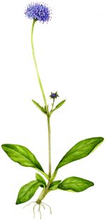 Devils bit scabious Succisa pratensis