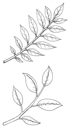 Alternate leaves diagram natural history illustration by Lizzie Harper