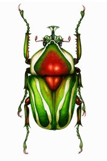 Dicronorrhina derbyana Derby's flower chafer natural history illustration by Lizzie Harper