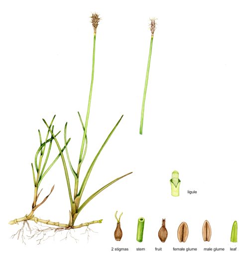 Dioecious sedge Carex dioica natural history illustration by Lizzie Harper