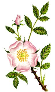 Dog Rose Rosa canina 2