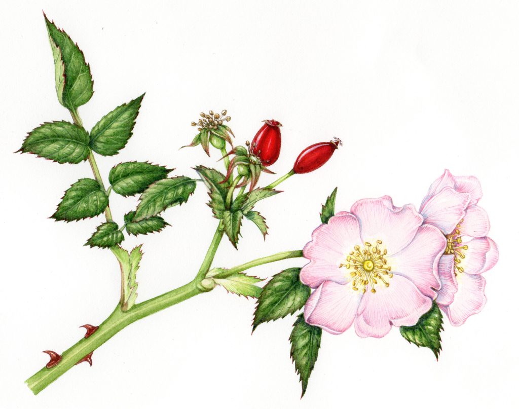 a dog rose meaning